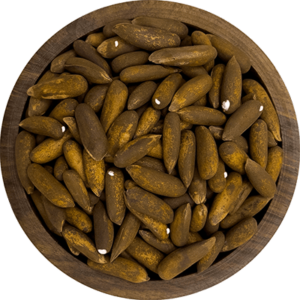 CHILGHOZA PINE (PINUS GERARDIANA